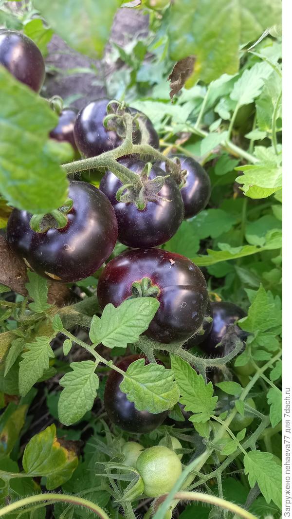 Казалось бы черные помидорки уже должны быть поспевшими