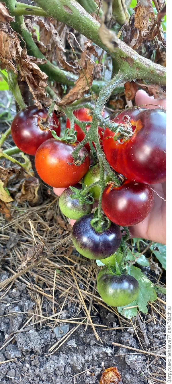 Три степени спелости