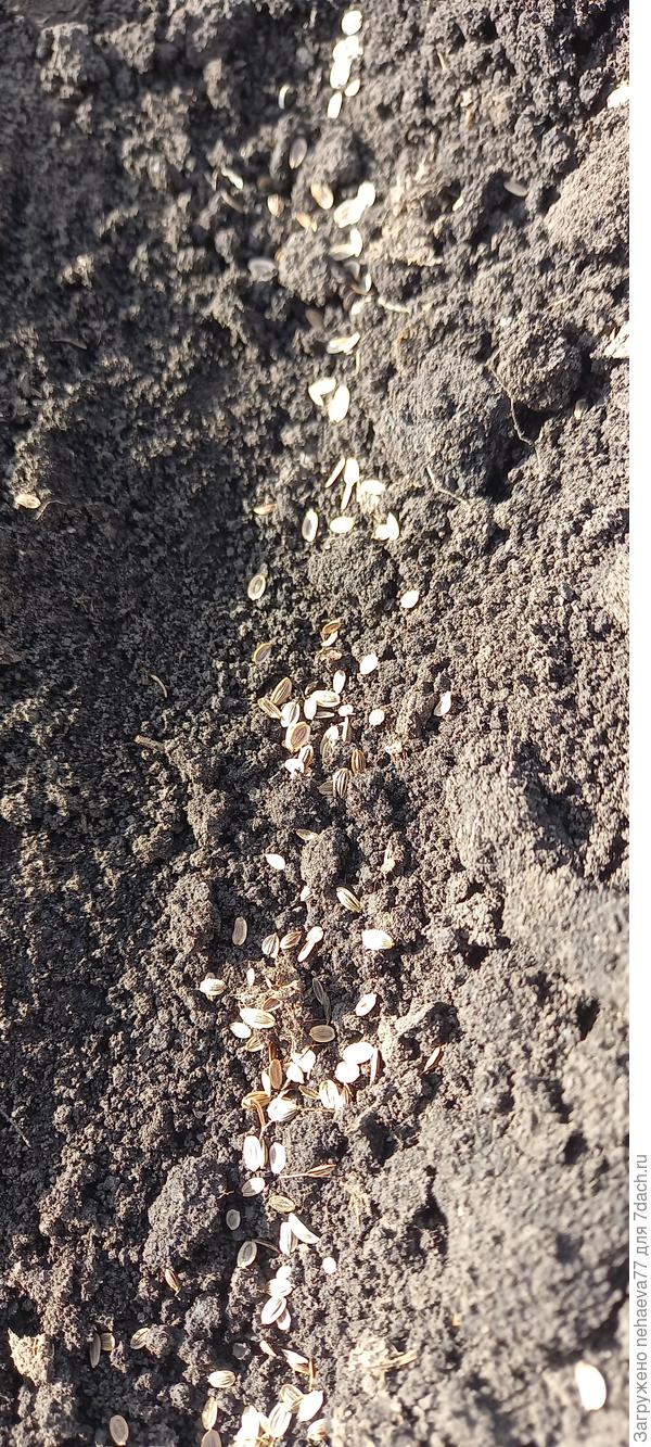 Для посева я взяла примерно 1/3 часть от всех семян