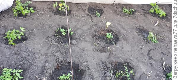 Высадка в грвнт.23 апреля