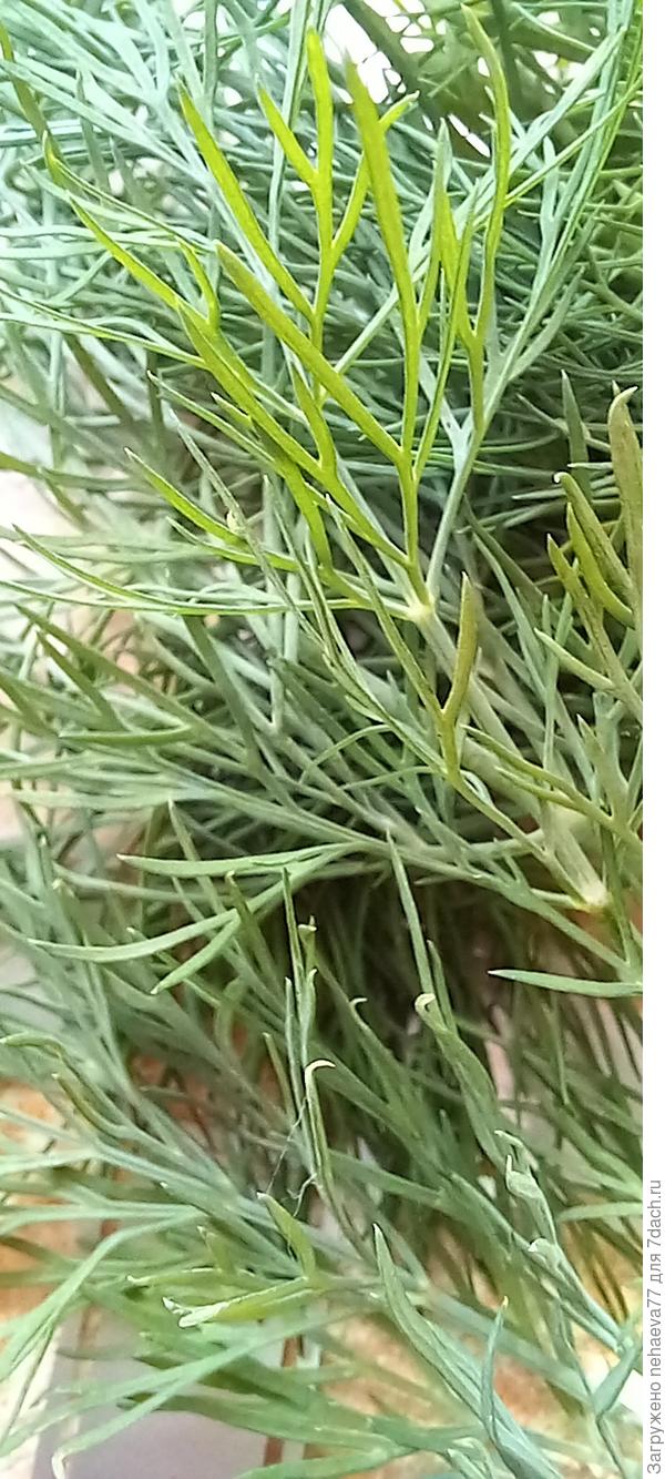 Листья сочные,нежные и ароматные