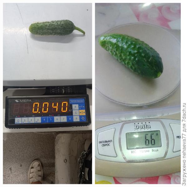 Контрольное взвешивание