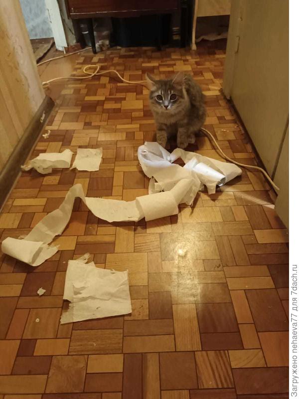 А это Пепел,любитель навести беспорядок))))