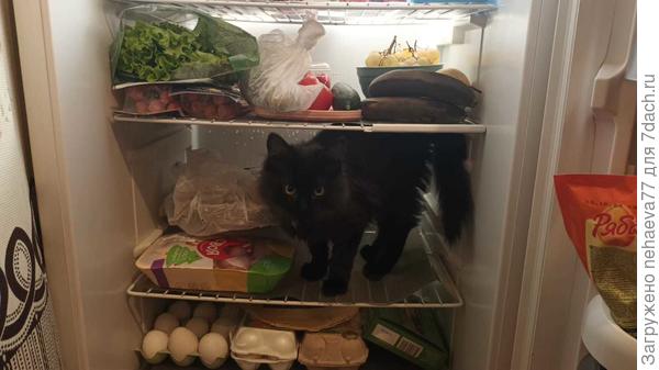 Дымок,любитель навести порядок...))))