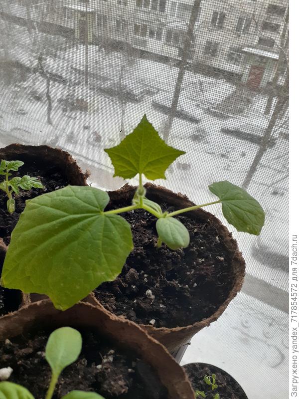 огурец берендей