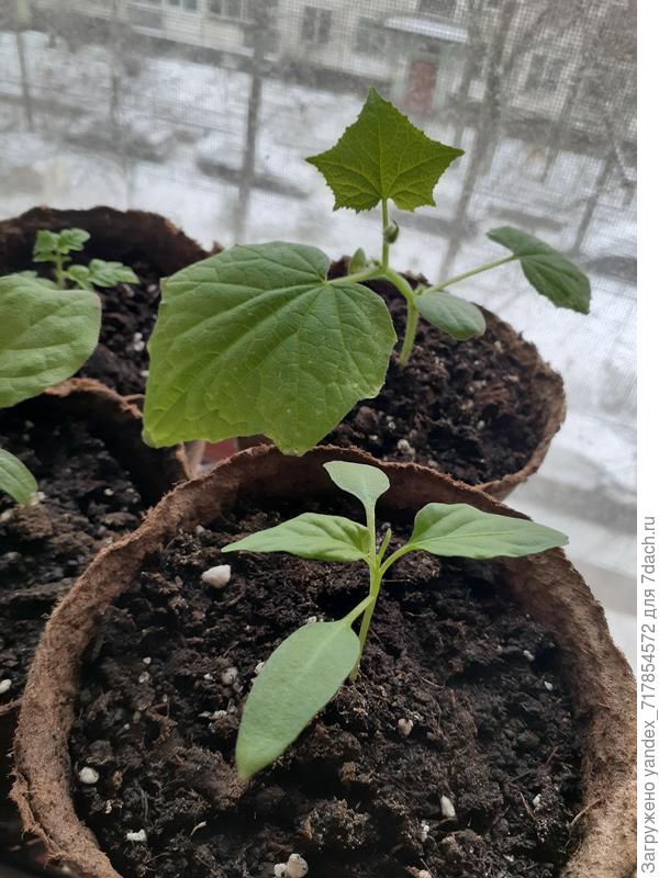 перчик сладкий тема впереди берендея