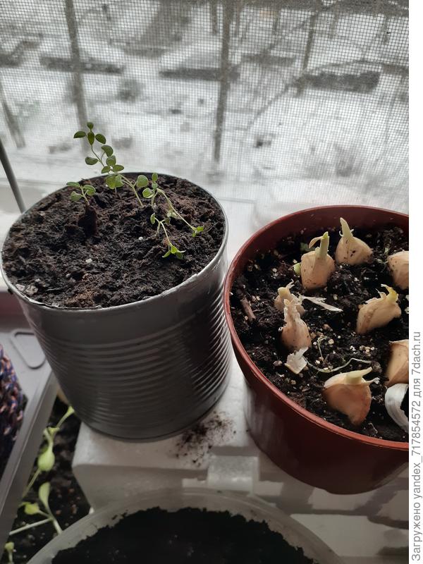 тимьян мелко и чеснок на зелень(опять же младшая постаралась)