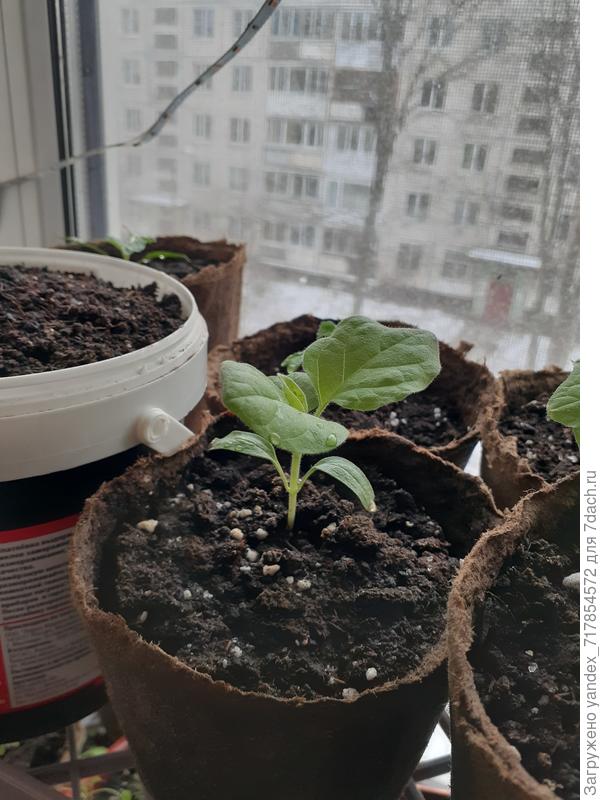 еще один баклажан медальон