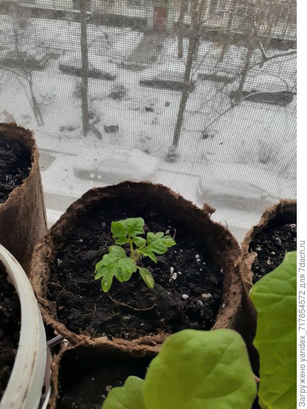 томат балконное чудо