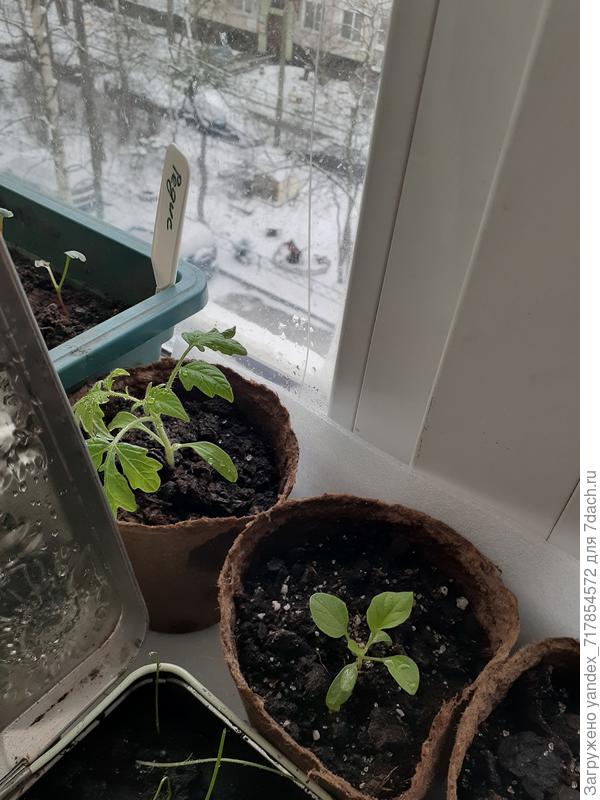 баклажан медальон и томат правда не знаю какой-посадила дочка 8ми лет и забыла что именно)