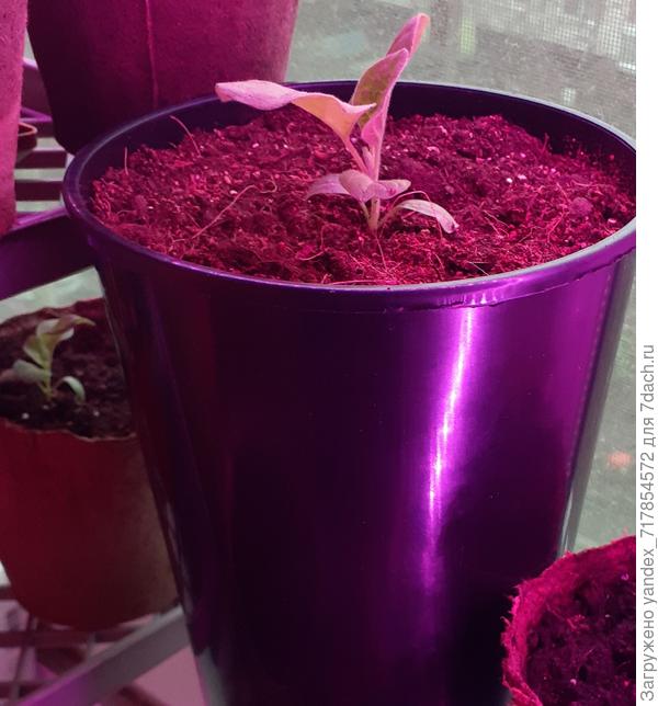 Баклажан от фирмы Четыре лета. этот самый сильный, есть еще один миленький, пока в маленьком горшочке еще:)