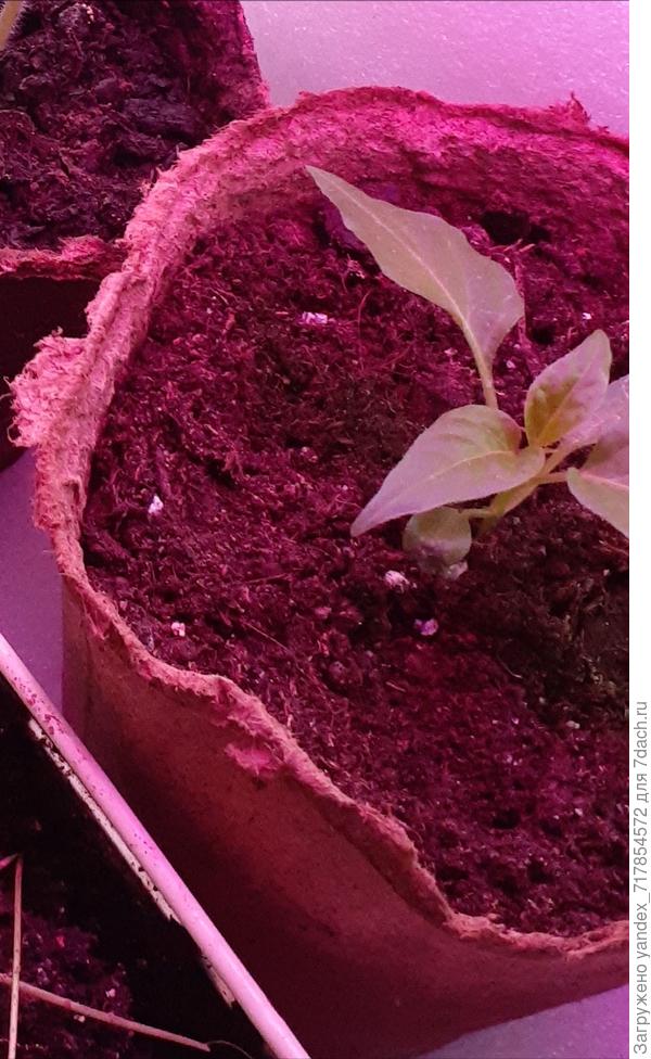 перчик острый Костер от фирмы Гавриш.