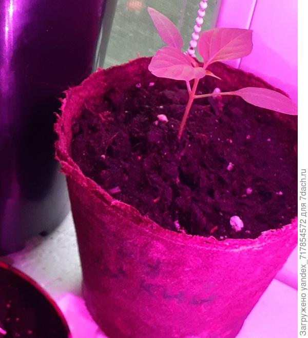 это сладкий перец Тема от фирмы Четыре лета.