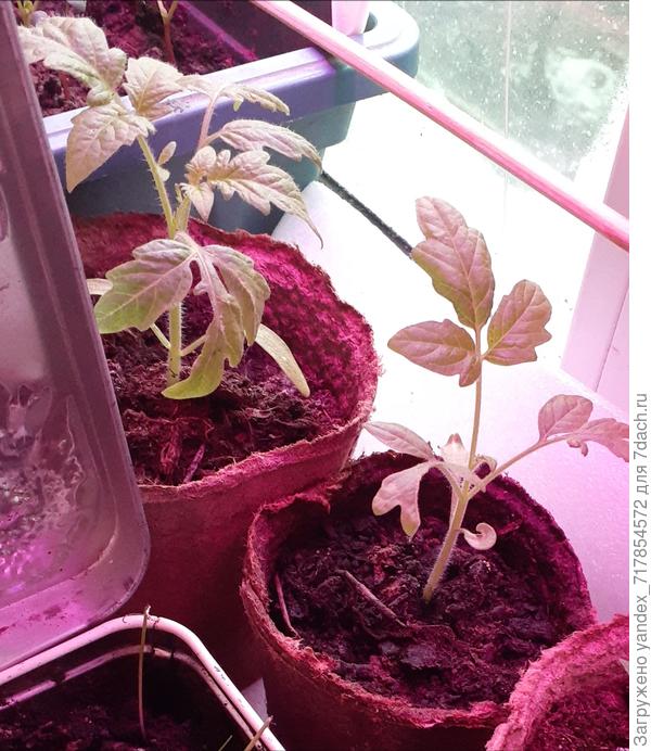 это кони неизвестной породы, посаженные младшей дочкой, которая забыла даже название) самое удивительное эти лошади посаженные неумелыми ручонки все взошли) а я надеялась, что хоть что то не взойдёт, так как катастрофически не хватает места)