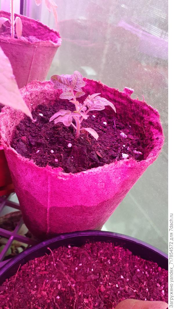 &amp;quot;Балконное Чудо&amp;quot; томатик от фирмы Гавриш