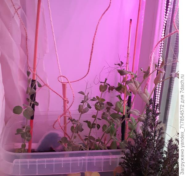 горошек из серии Кольчуга фирмы Семена НК.