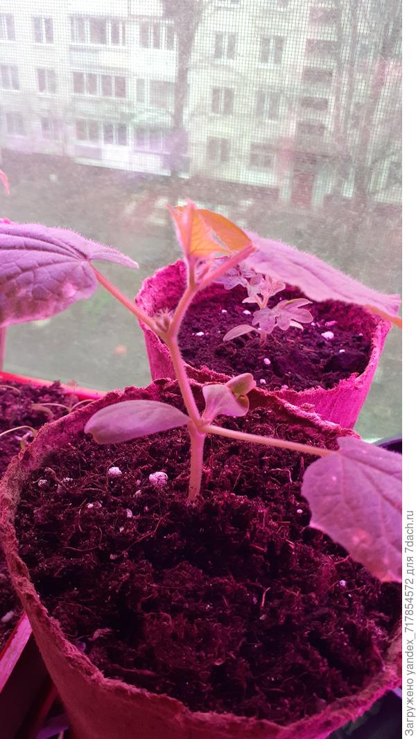 мой любимый маленький БерендейF1 от фирмы Гавриш. который пугает меня ранними связями и над которым я больше всего трясусь))