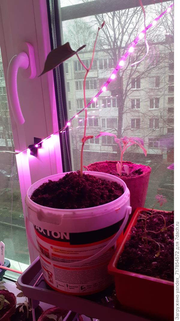 это фасоль от фирмы &amp;quot;Аэлита&amp;quot;ранняя кустовая, а вот название оторвала и не помню какое на упаковке было.