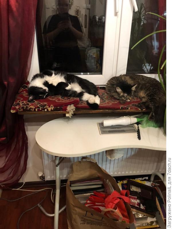 братцы котики
