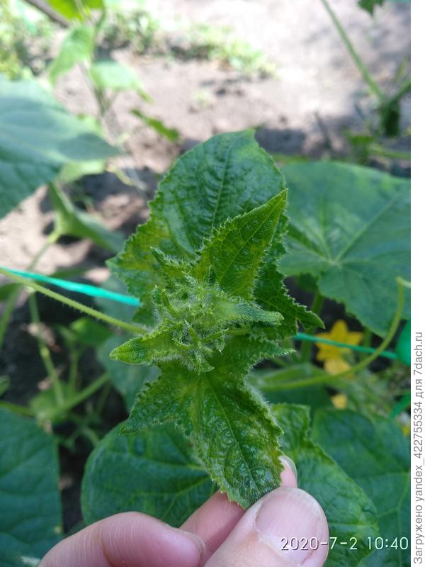 Молодые листочки