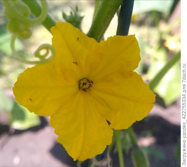 До обработки