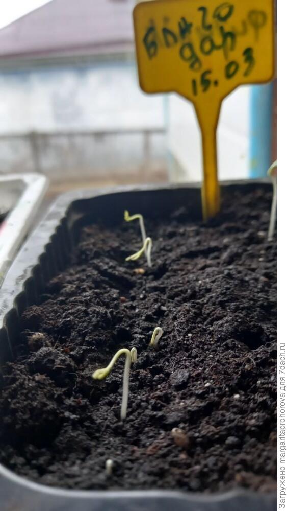 первые всходы