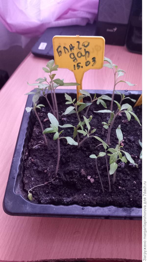 Настояшие листики