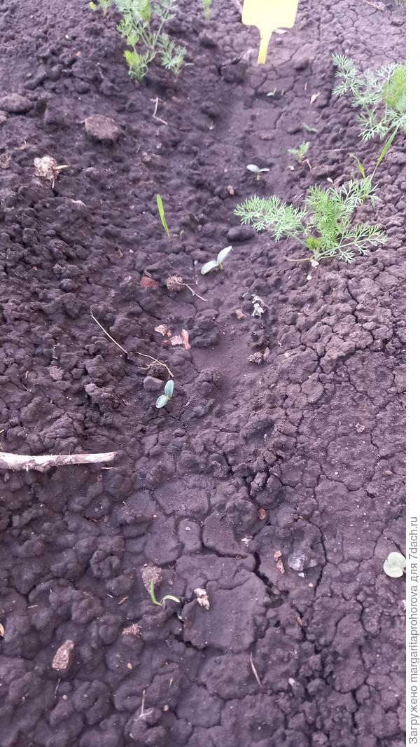 15 мая начали всходить мои огурчики.