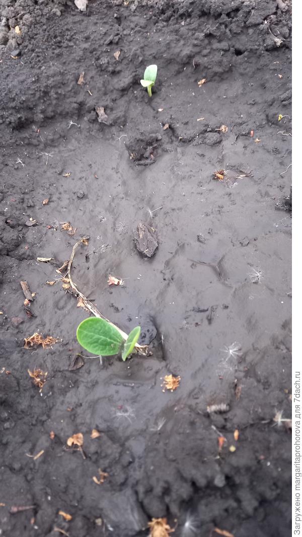 20 мая появились 4 из 5  всходов