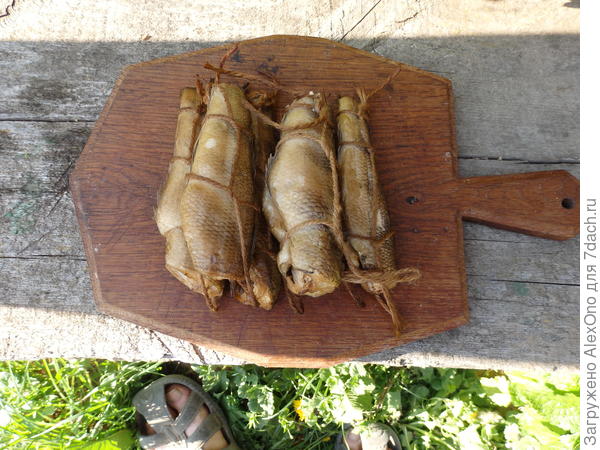 Копченая нототения