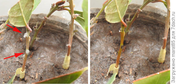 Черенки лавра благородного до и после обработки