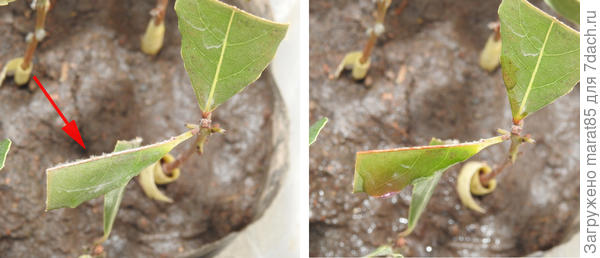 Черенки лавра благородного до и после обработки