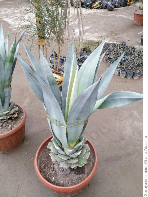 Общий вид растения