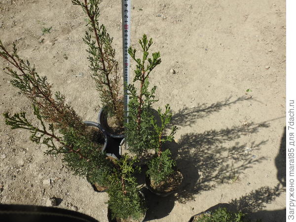 Те что растут в питательном субстрате достигли 80 см