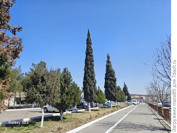 Материнское растение