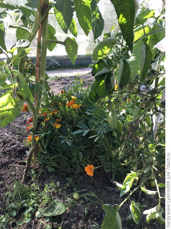 соседи с повреждёнными стеблями  но с завязями