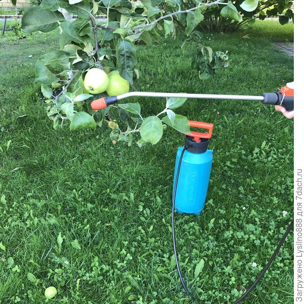 А муравьи зря старались, тля будет уничтожена