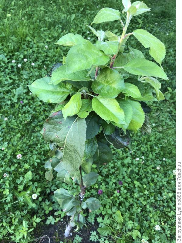 Ожившая после опрыскивания молодая яблонька