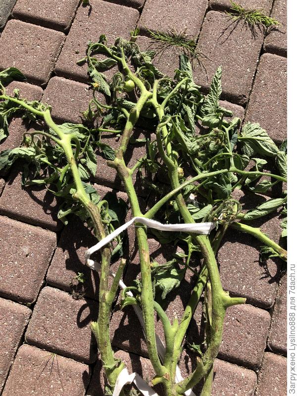 Самый больной и изолированный