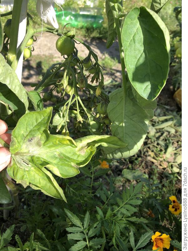 Лист больного соседа Скворец F1