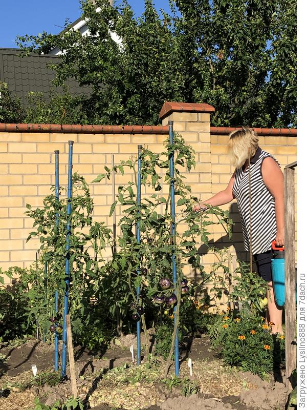 Сортовые томаты требуют ухода, и какие же они красивые и вкусные