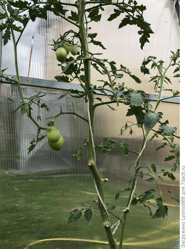 Тепличный де барао золотой