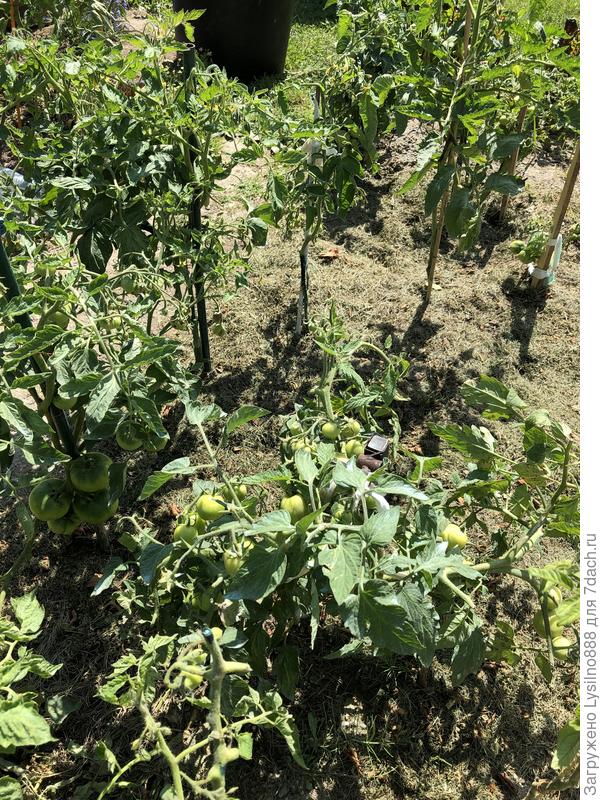 Зона пристального внимания