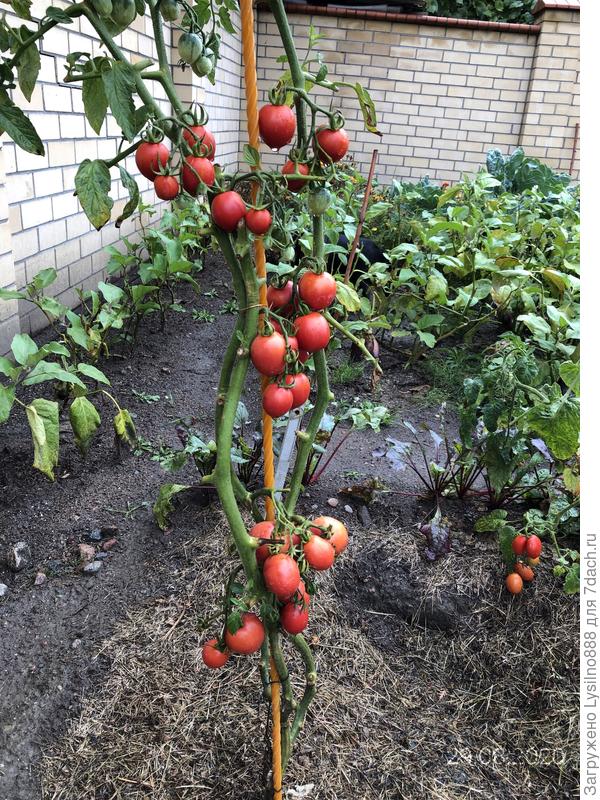 де барао  урожайный