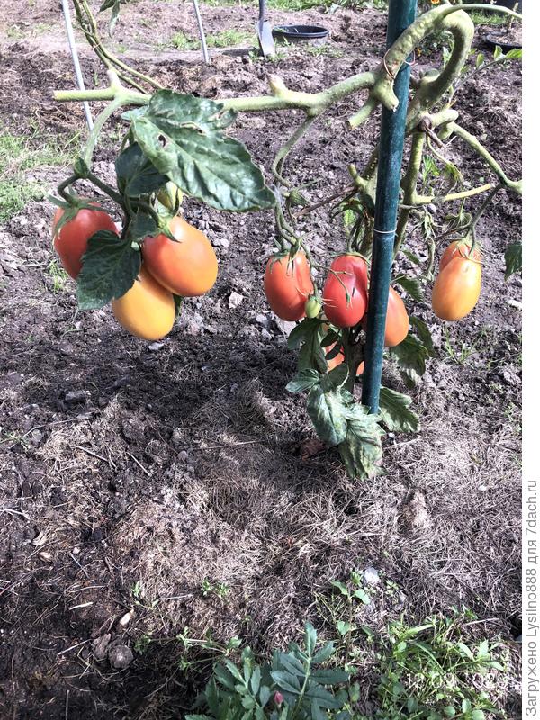 Розовый агат