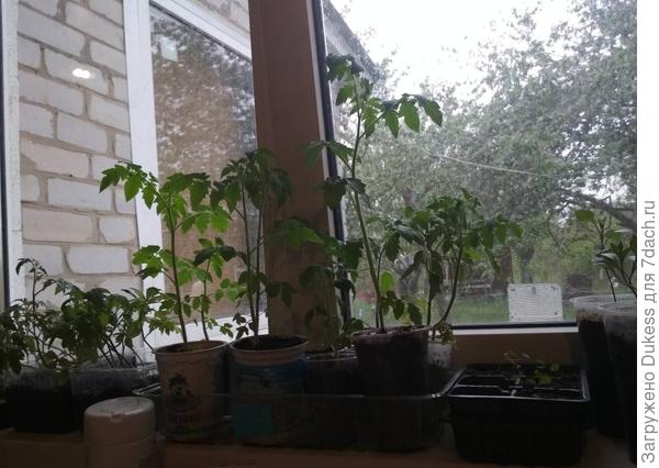 Так выглядел модоконник на кухне моей дачи в прошлом мае.