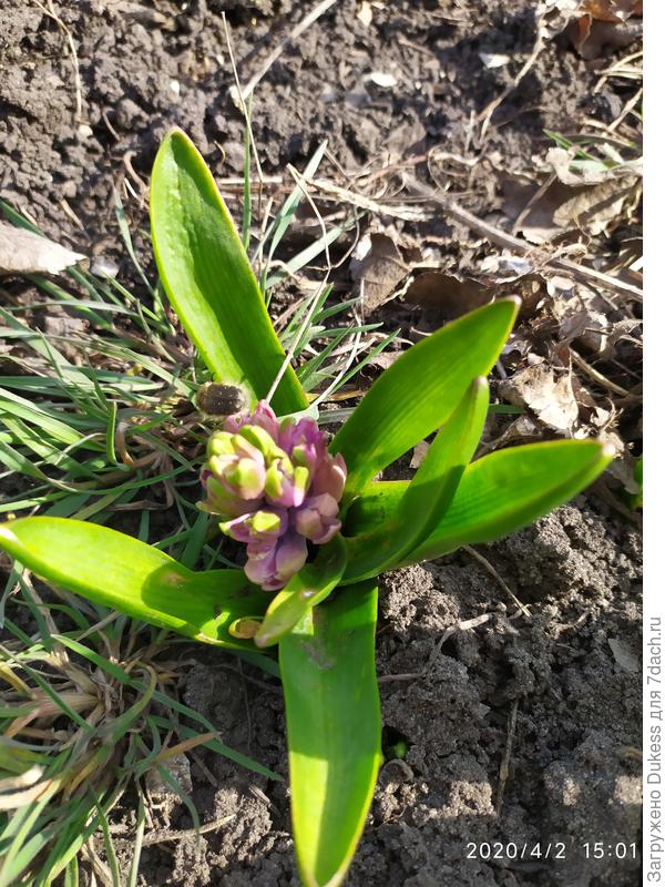 Гиацинты едва нарастили бутоны