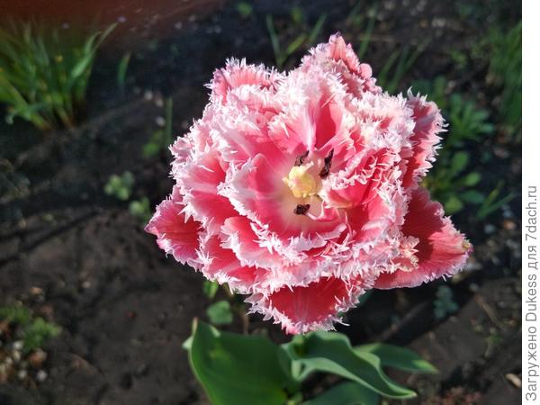 Сорт называется Крем-брюле