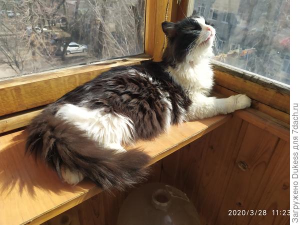 Весна пришла.... Мяурррт...