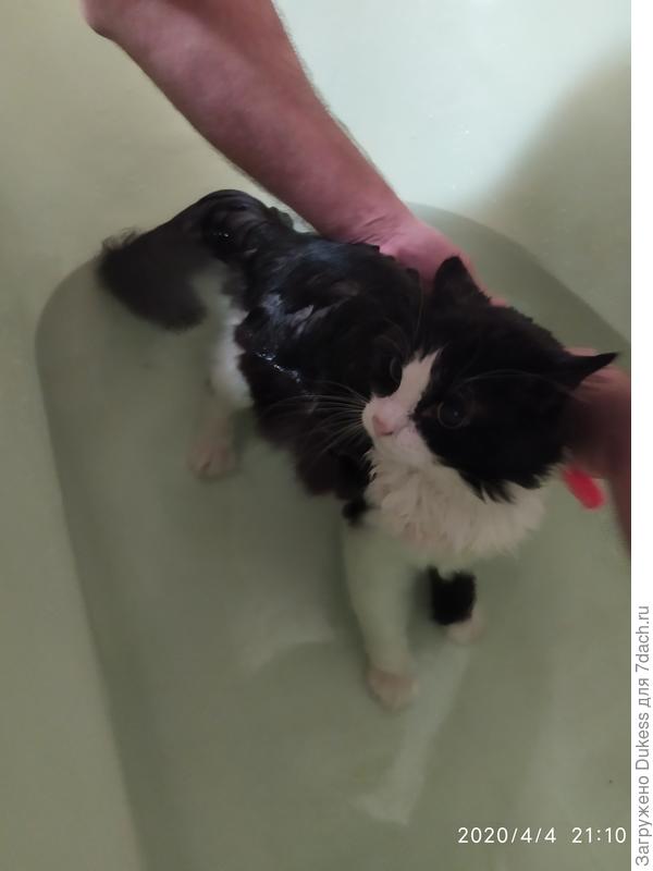 Злой хозяин решил искупать, а некоторые, между прочим, и языком умываются...